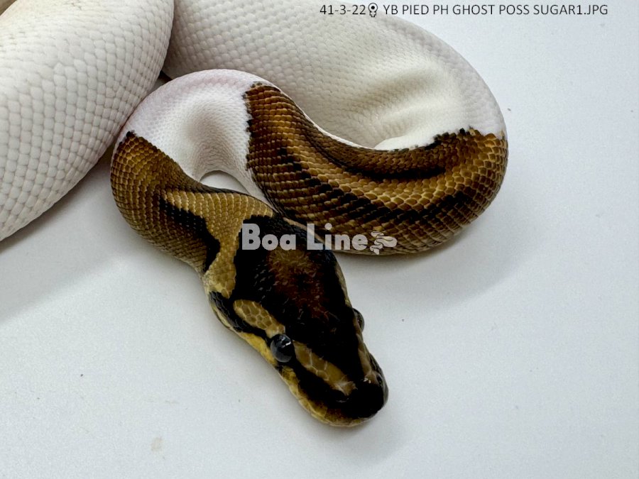 YB PIED PH GHOST POSS SUGAR